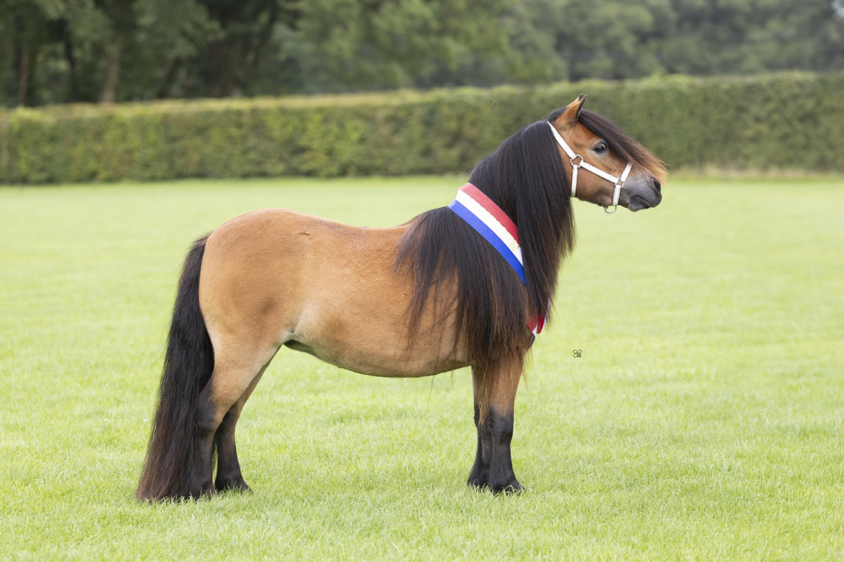 Planouk v.d. Bosrand Dag en Erekampioen 2025